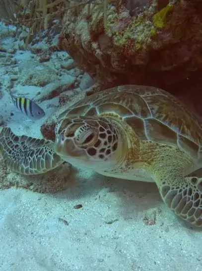 Turtle-snorkeling bay in Akumal — private transfer from Cancun Airport
